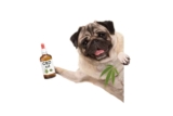 Buyer’s Guide to the Best CBD Oil for Dogs – What to Consider