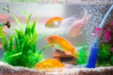 Why Do Fish Tanks Need Air Bubblers?