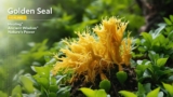 Golden Seal: Nature’s Miracle Herb and Its Surprising Benefits