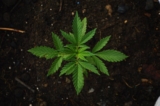 Top Mistakes to Avoid When Growing Marijuana Indoors