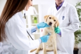 The Unparalleled Value of Veterinarians: Guardians of Animal Health