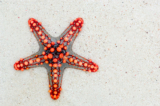 Creative Sea Shell Crafts for All Ages: Simple and Fun Projects