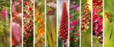 Find Your Perfect Flora: Native Plants by Zip Code