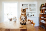 How Do You Tell If A Cat Is A Norwegian Forest Cat?