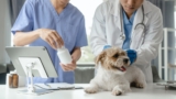 The Importance of Keeping Your Pet’s Vaccinations Current