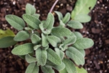 Unveiling the Health Secrets of Sage: Benefits and Uses