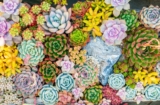 Succulents: Symbols of Strength, Resilience, and More