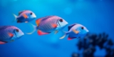 Top 10 Nano Reef Fish for Beginners