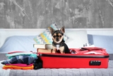 Travel Accessories for Dogs You Must Have