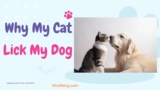 Why Does My Cat Lick My Dog? – Unraveling the Mystery