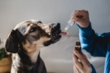 Is CBD Safe for Dogs? What Every Owner Needs to Know