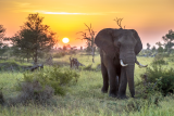 From Wilderness to Wonder: The Magic of Tanzania Safari Tours