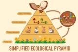 Ecology 101: Unpacking the Animal Food Pyramid
